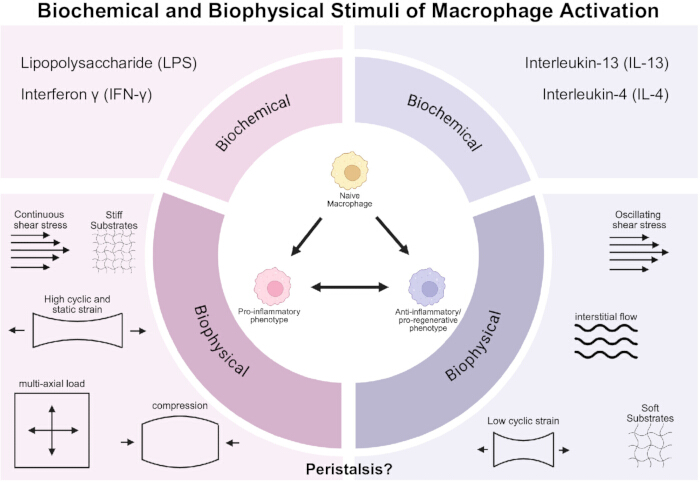 figure-introduction-1 Macrophage activation diagram; biochemical, biophysical stimuli; phenotypic changes; stress factors.