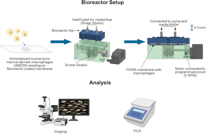 Bioreactor diagram for macrophage culture setup; imaging and PCR analysis for cell study results.