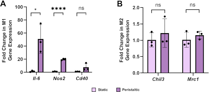 Gene expression bar chart; fold change in M1 and M2 with static vs. peristaltic conditions.