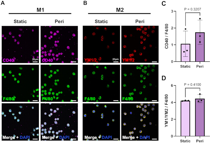 Macrophage polarization experiment; CD40, YM1/2 markers, fluorescence microscopy, data analysis chart.