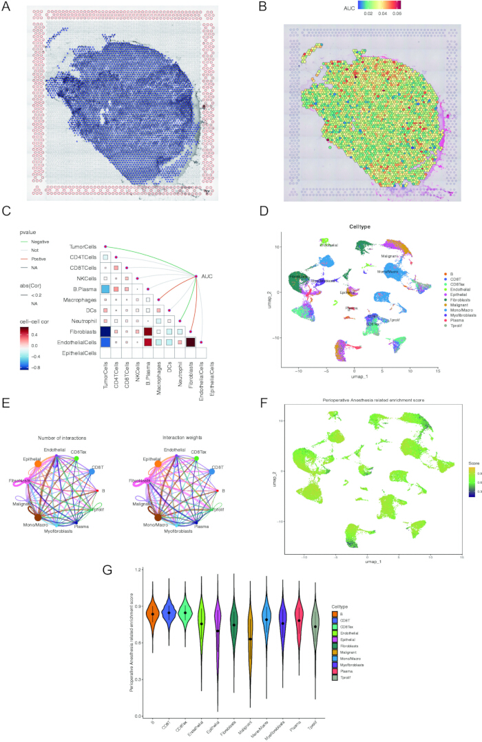 Spatial transcriptomics analysis: gene expression heatmaps, correlation plots, cell interaction networks.