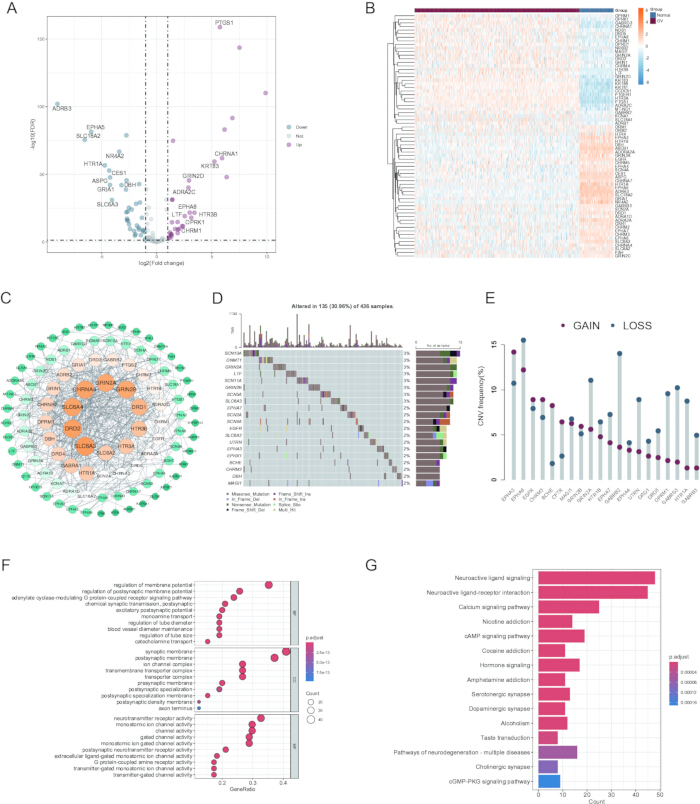 Volcano plot, heatmap, network diagram for genetic expression analysis; mutation, CNV, pathway data.
