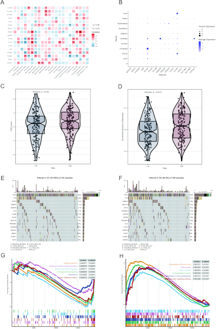 Gene expression correlation in heatmap, dot plot, and violin chart, showing risk analysis and mutation frequencies.