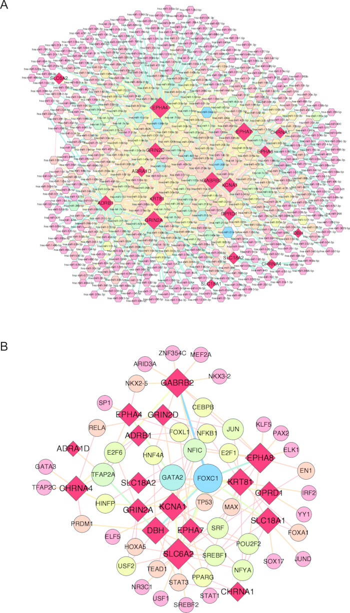 Gene interaction network diagram illustrating complex gene relationships and connectivity.