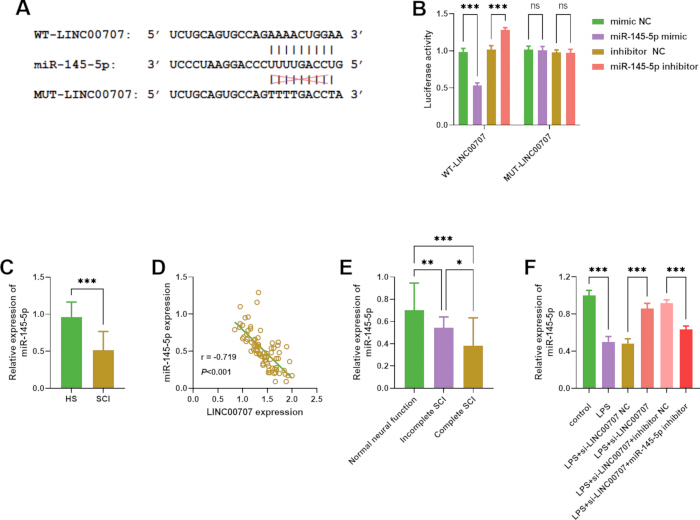 figure-results-3 Gene expression analysis; miR-145-5p, luciferase assay, correlation graph; bar charts, sequence alignments.