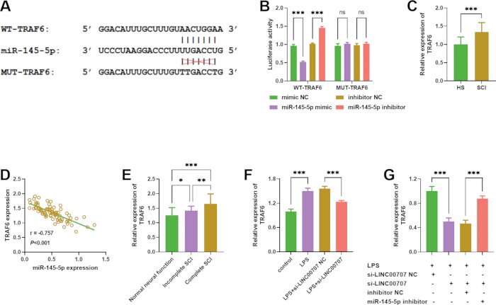 figure-results-5 Gene expression regulation diagram with miR-145-5p interaction; includes equations, charts, data.