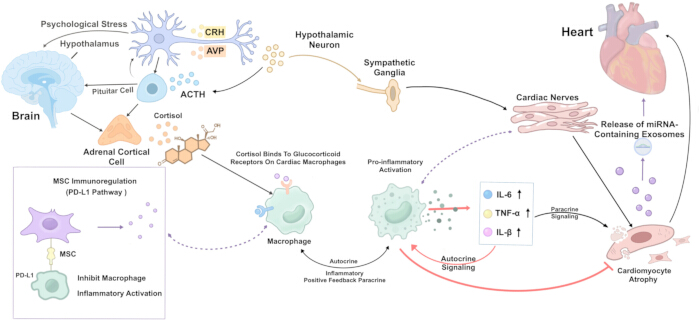 figure-protocol-1 Neuroendocrine stress diagram; cortisol impact on cardiac macrophages and cardiomyocyte atrophy.
