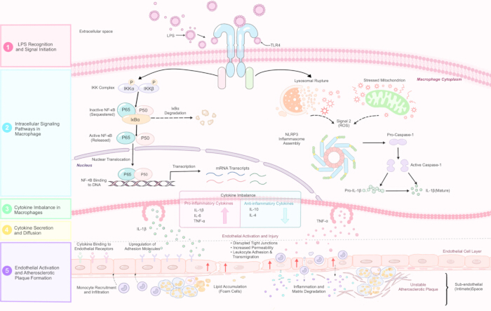 figure-protocol-2 Cell signaling pathway diagram; lipopolysaccharide (LPS) recognition, macrophage cytokine response, NF-kB activation.