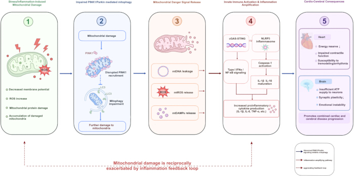 figure-protocol-3 Mitochondrial damage process diagram with stress impact, mitophagy, immune activation, heart effects.