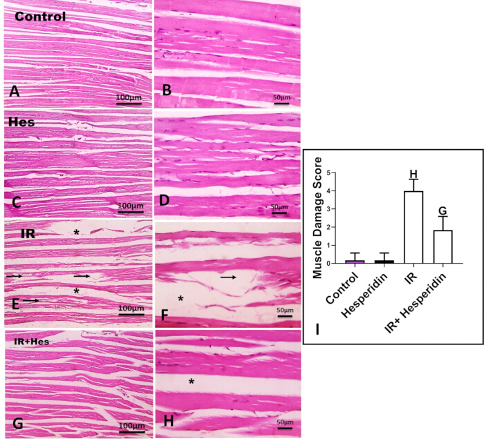 Histological comparison of muscle tissue under different treatments; includes damage score chart.