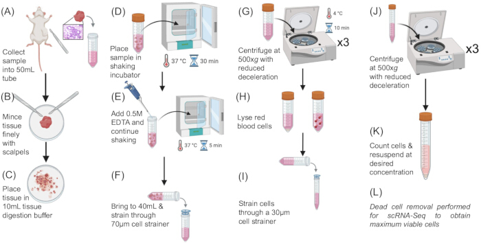 figure-results-1 Tissue processing flowchart for scRNA-Seq: incubation, centrifugation, cell straining, dead cell removal.