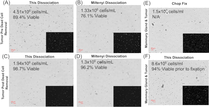 figure-results-2 Cell viability results; dissociation, Chop Fix methods; microscope images; cell counts, viability rates.