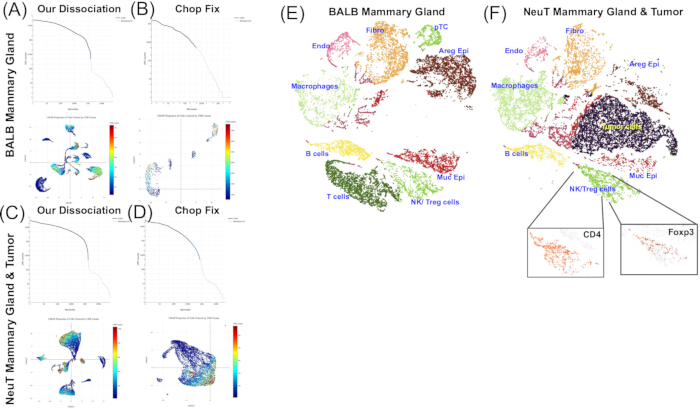figure-results-4 Cell dissociation efficiency graphs and cell cluster diagrams of mammary glands and tumors in mice.