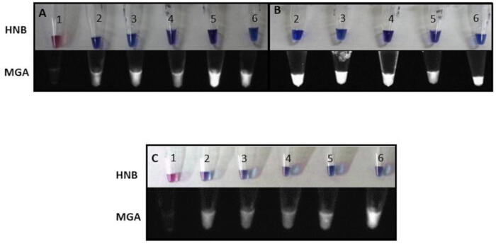 Colorimetric assay results; HNB-MGA dye comparison in PCR tubes; qualitative analysis diagram.