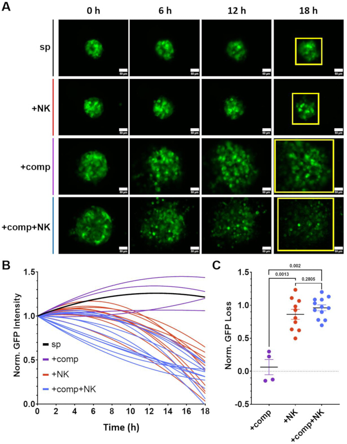 Time-lapse microscopy of GFP intensity; graph, scatter plot with normalized GFP data analysis.