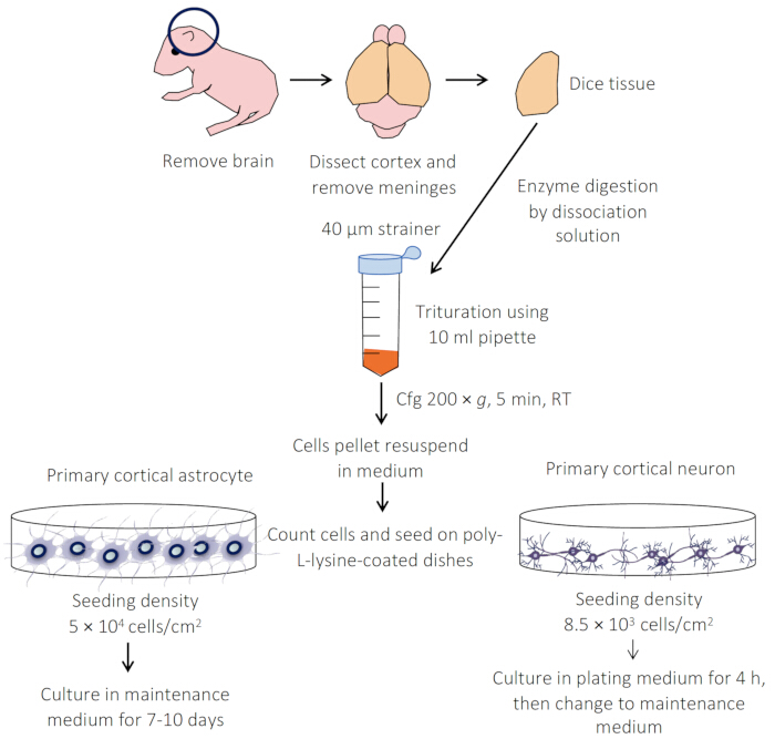 figure-results-1 Brain cell isolation; diagram; enzyme digestion, trituration, centrifugation, astrocyte, neuron culture.