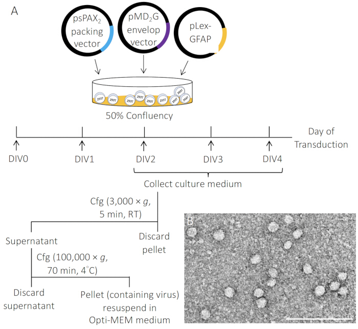 figure-results-2 Lentiviral transduction process diagram; vectors, centrifugation steps, and viral particles EM image.