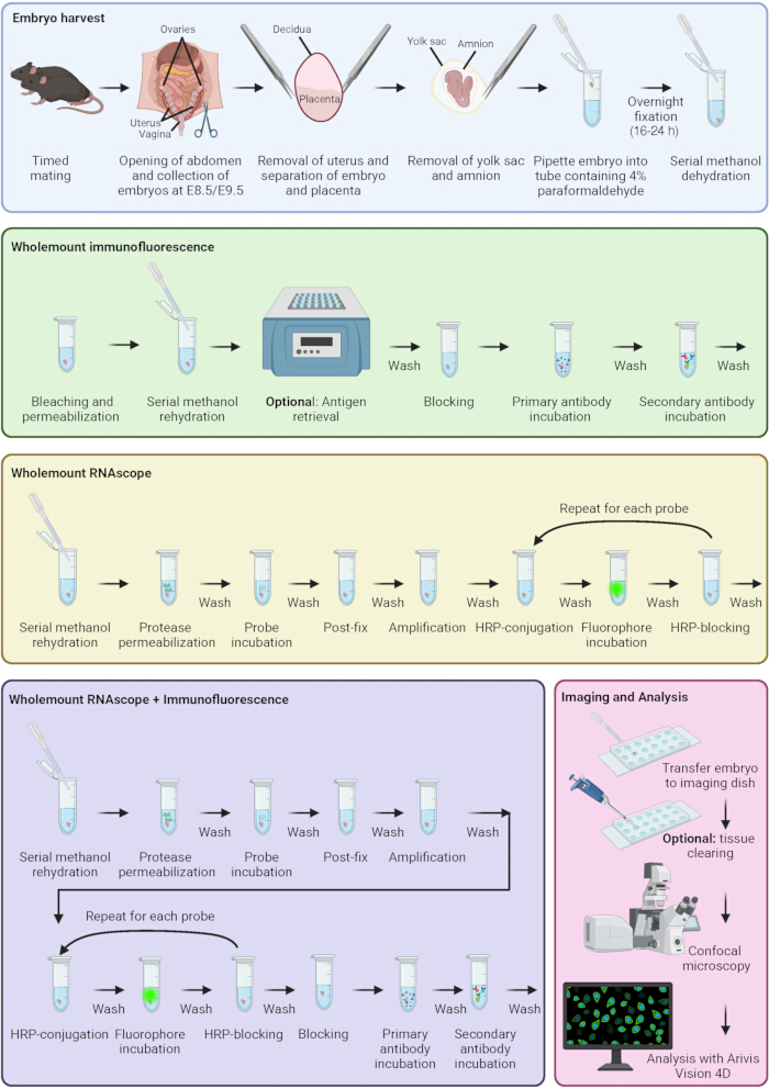 Embryo harvest and wholemount immunofluorescence and RNAscope diagram; confocal microscopy analysis.
