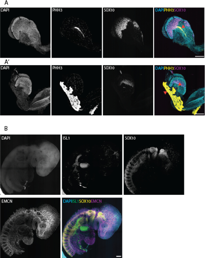Immunofluorescence microscopy: DAPI, PHH3, SOX10 staining, embryonic tissue analysis.