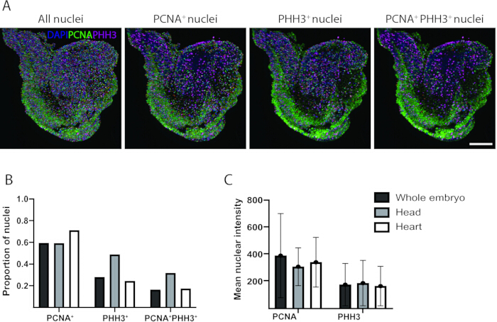 Immunofluorescence of nuclei (DAPI, PCNA, PHH3) and analysis graphs; cellular data distribution.