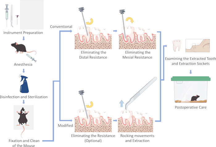figure-results-1 Mouse tooth extraction process diagram; anesthesia, sterilization, extraction, postoperative care.