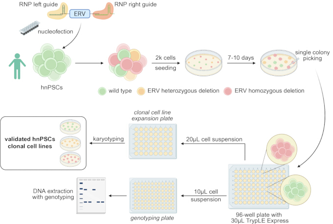 figure-introduction-1 hnPSCs clonal line generation diagram, nucleofection method, ERV deletion, DNA genotyping.