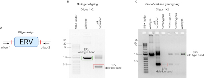 ERV genotyping; oligo design diagram; electrophoresis results show wild type and deletion bands.