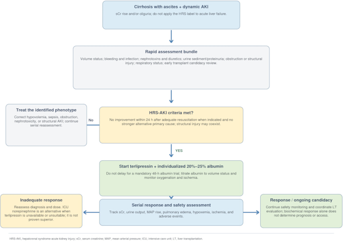Cirrhosis treatment pathway flowchart; HRS-AKI management process and terlipressin guidelines.