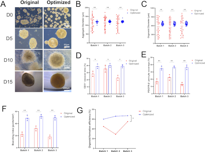 figure-results-2 Organoid growth comparison; aggregate size charts (B, C), biomarker expression graphs (D, E, F, G).