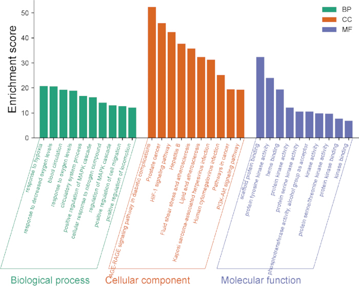 figure-results-4 Gene enrichment analysis bar chart; biological processes, cellular components, molecular functions.