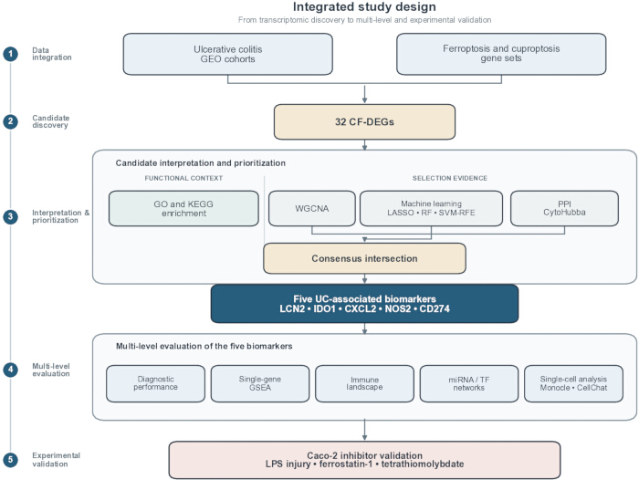 figure-introduction-1 整合研究设计示意图;转录组学发现、生物标志物评估、实验验证。