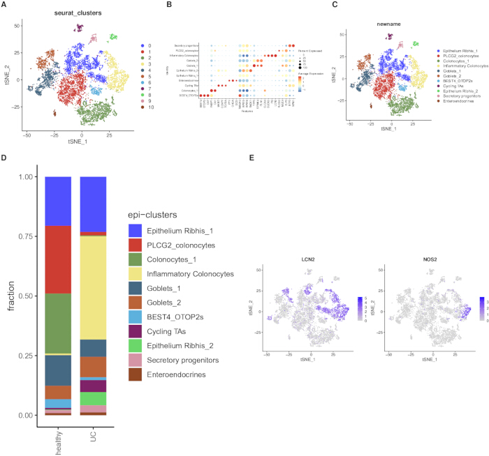 figure-results-7 上皮细胞类型的t-SNE聚类与分析;展示数据模式的图表和热图。