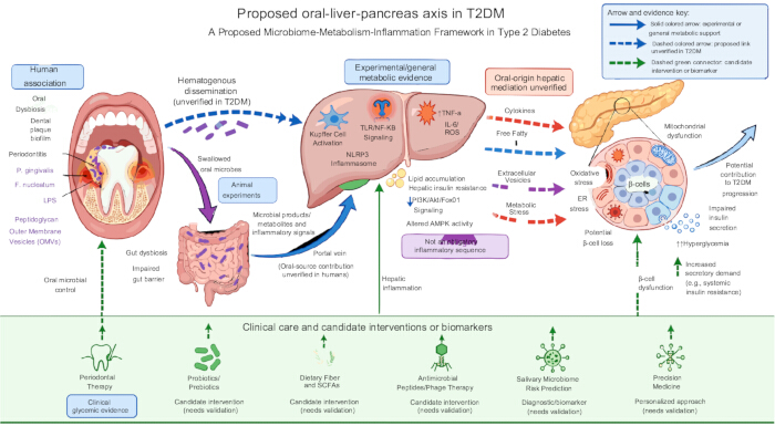 Proposed oral-liver-pancreas axis in T2DM; diagram; microbial dysbiosis; metabolic evidence; biomarkers.