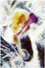 figure-protocol-3 突出显示色素定位的植物有色体显微图像。