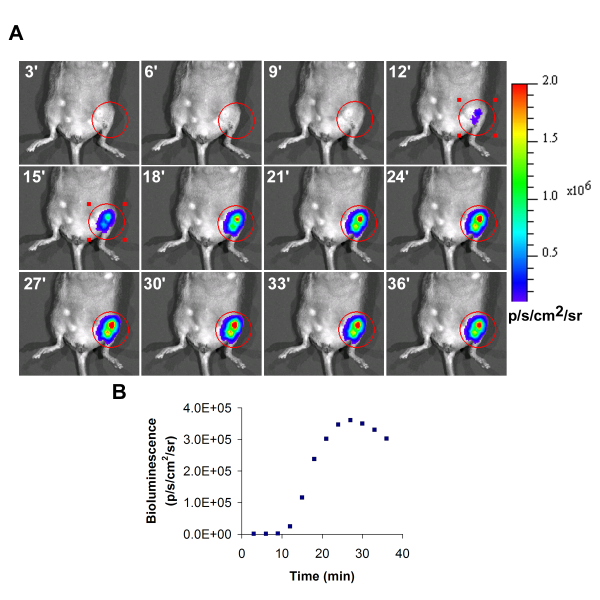 figure-protocol-1 Bioluminescent imaging of mouse tumor progression; time-lapse and intensity graph analysis.