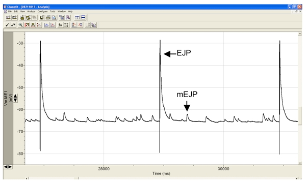 Electrophysiology graph showing EJP and mEJP, illustrating synaptic transmission and signal analysis.