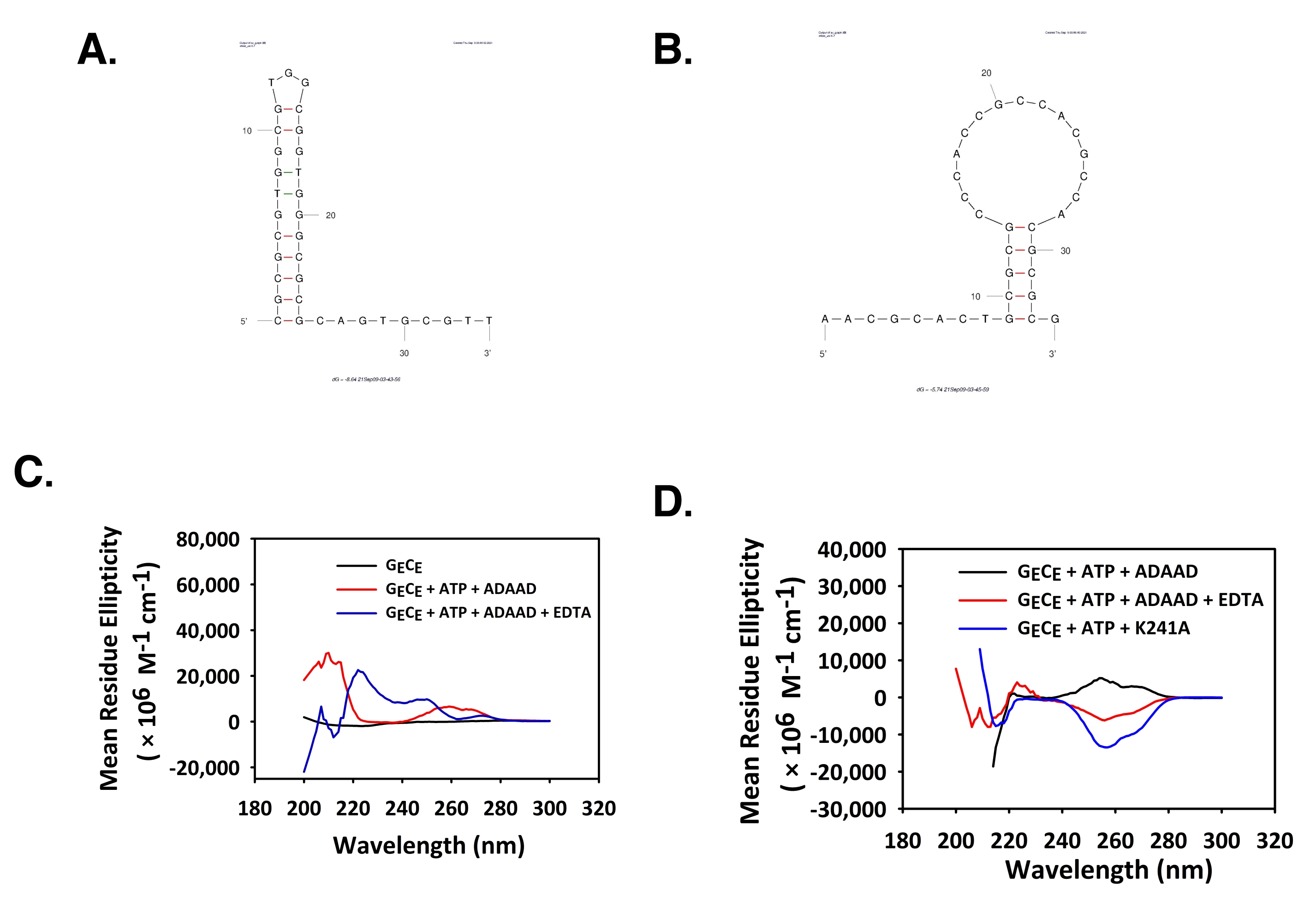 Spectroscopie CD pour étudier les interactions ADN-protéine