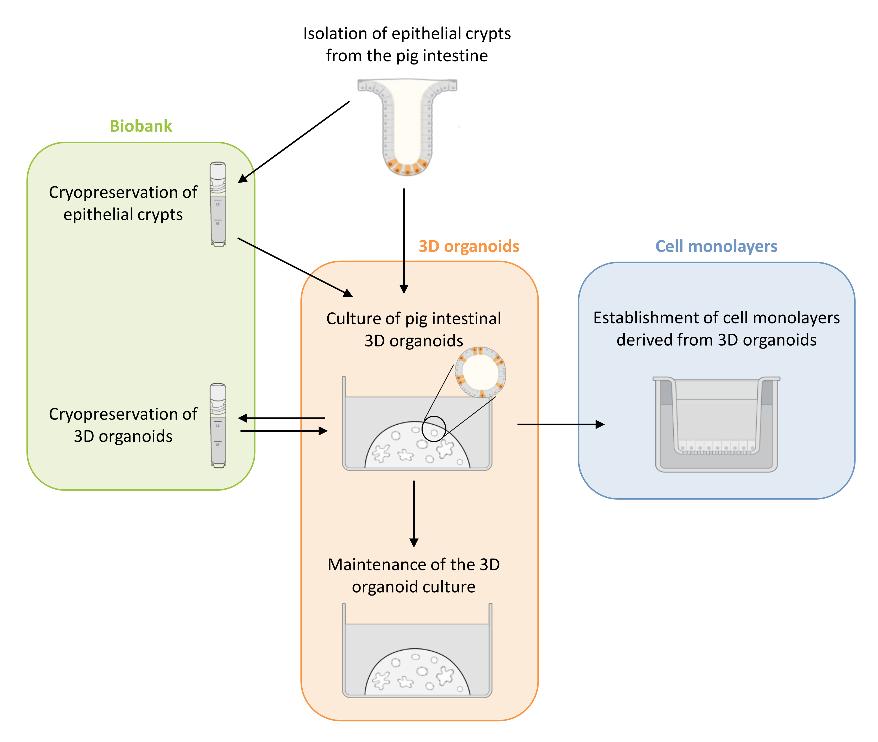 Coltura di organoidi intestinali 3D di maialino da cripte epiteliali ...