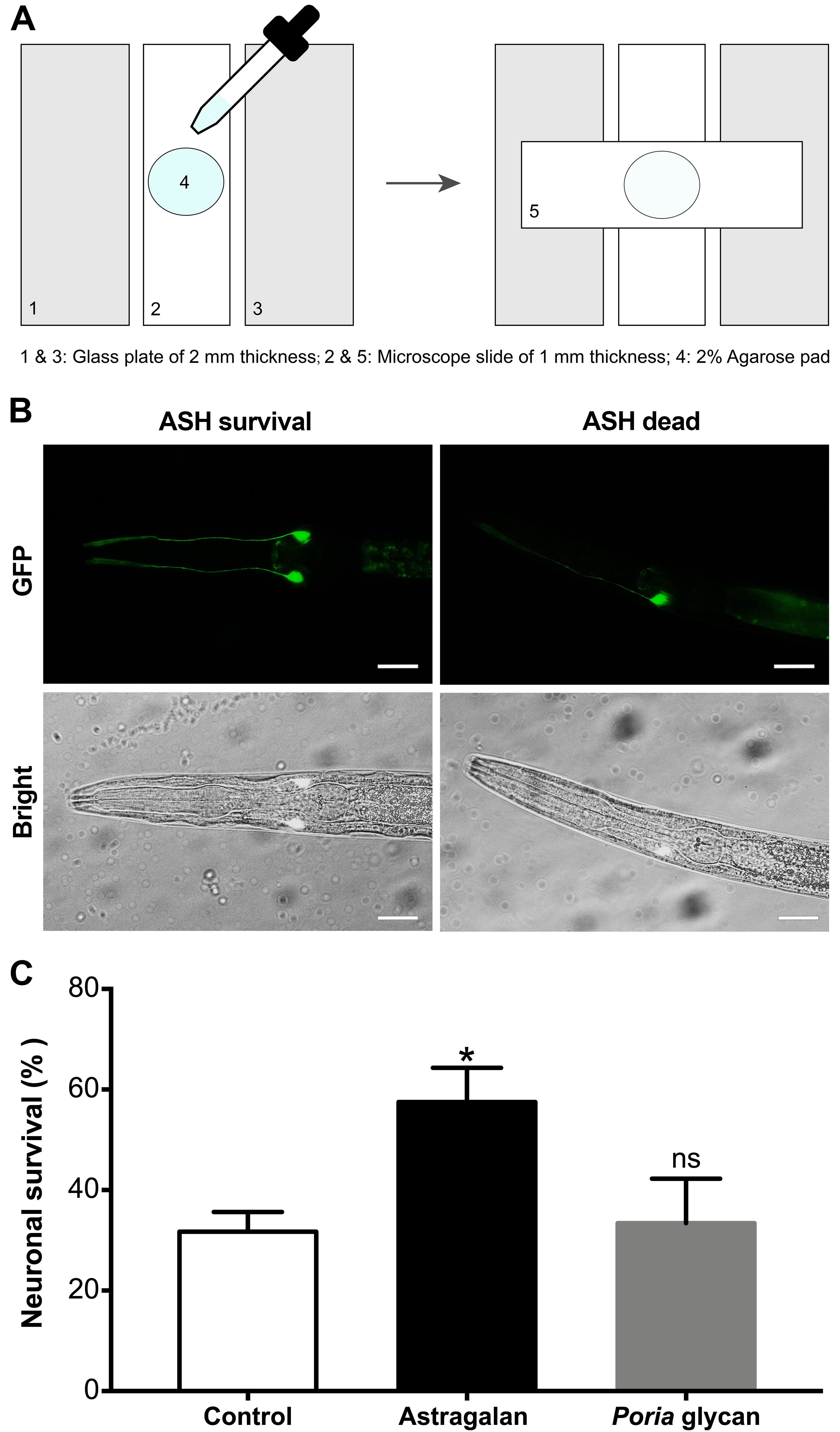 Video: Caenorhabditis elegans as a Model System for Discovering ...