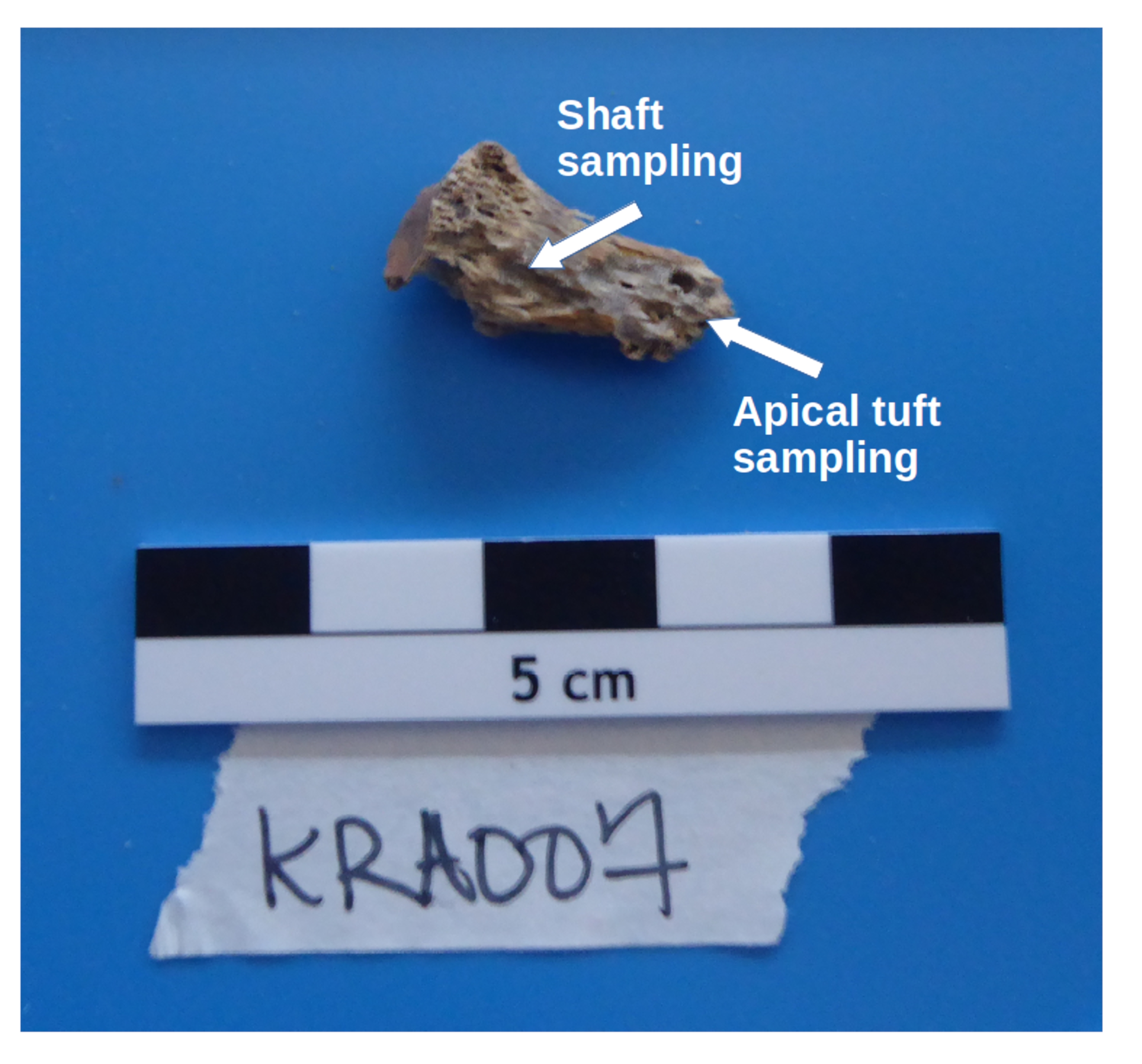 Video: Optimized Bone Sampling Protocols for the Retrieval of Ancient ...