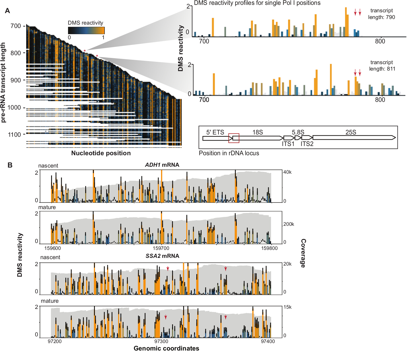 Comparative RNA Structure Analysis of Nascent and Mature Transcripts in ...