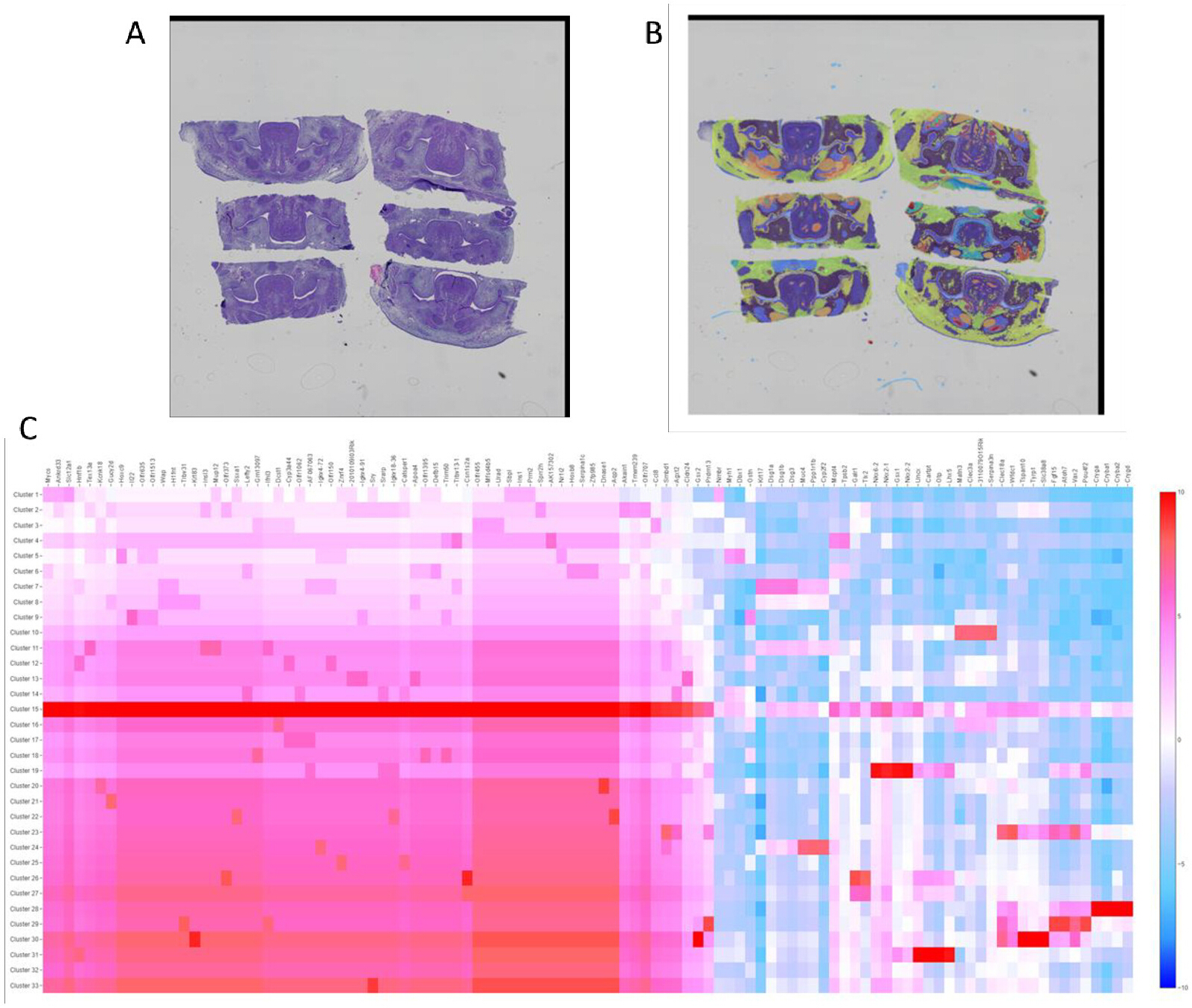 Spatial Transcriptomics of Early Tooth Morphogenesis in Formalin-fixed ...