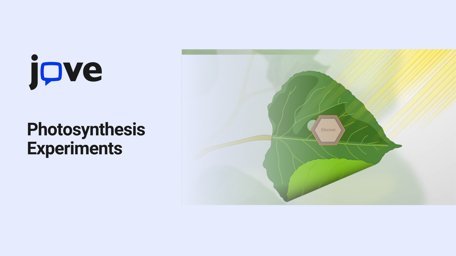 Exploring Photosynthesis with Oxygen Production Experiments