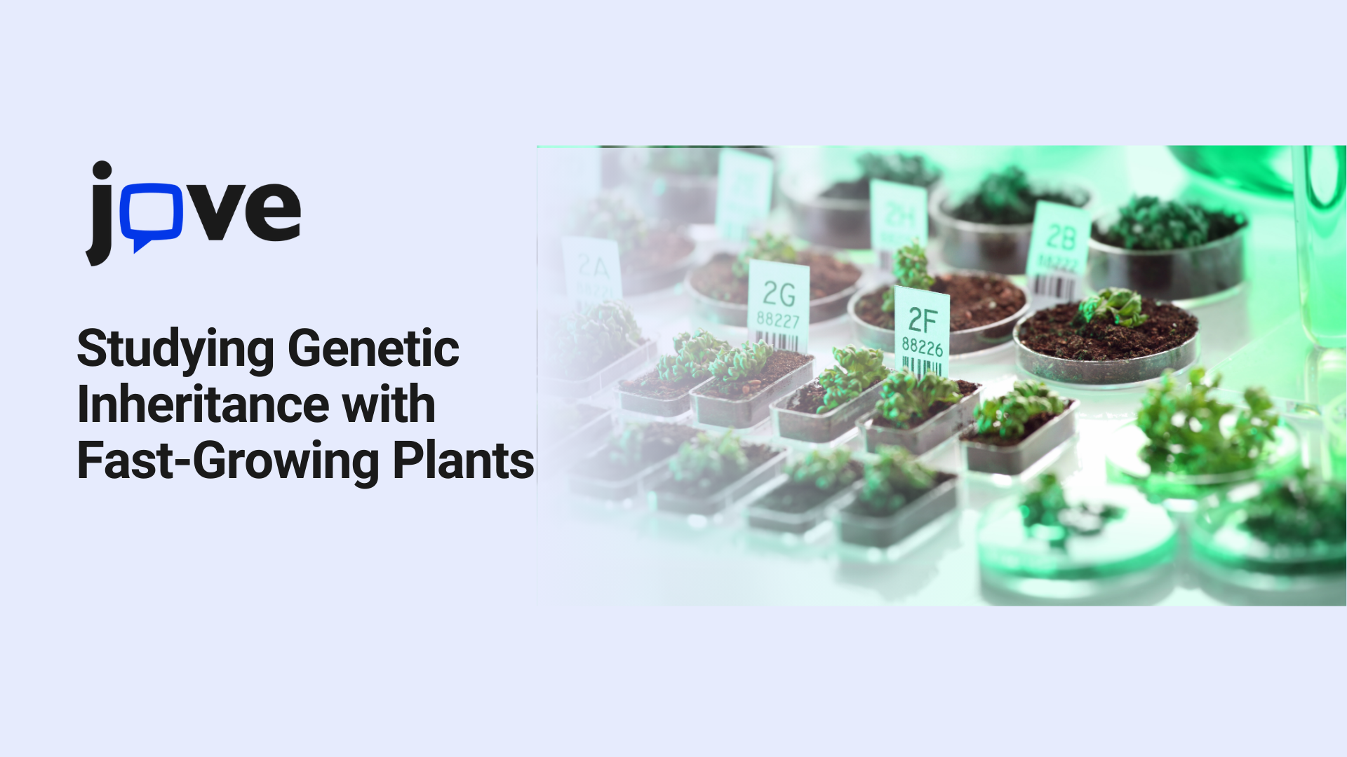 Studying Genetic Inheritance with Fast-Growing Plants