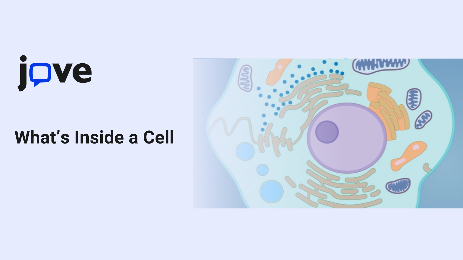 What’s Inside a Cell