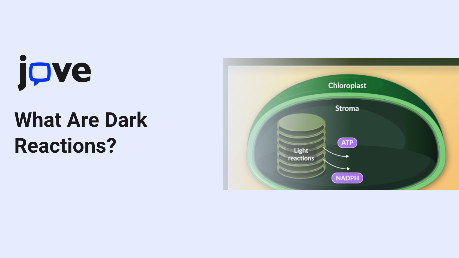 What Are Dark Reactions? Explaining the Second Stage of Photosynthesis