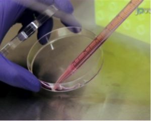 A typical biological cell culture experiment – has to be reproducible to be called “science.”