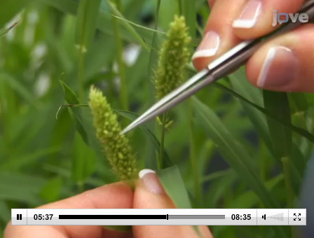 Methods for Performing Crosses in Setaria viridis, a New Model System for the Grasses 
