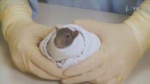 A video article by Charles River Laboratories demonstrating proper handling and restraining techniques for lab mice and rats.