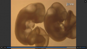 Mouse embryonic development in a seum-free whole embryo culture system
